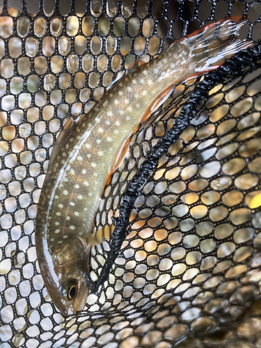 アメマスの釣果