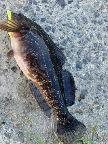 アイナメの釣果