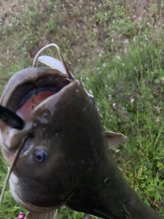 ナマズの釣果