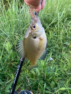 ブルーギルの釣果