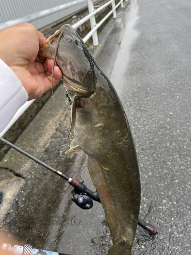 ナマズの釣果