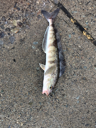 ホッケの釣果