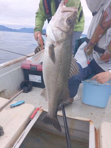 スズキの釣果