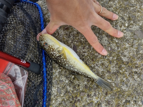 クサフグの釣果