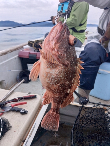 カサゴの釣果