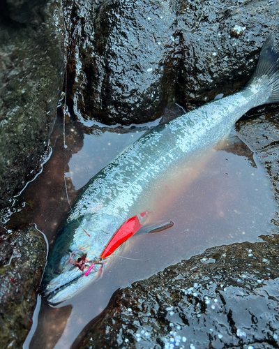 サクラマスの釣果