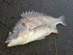 キビレの釣果