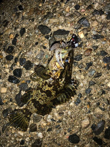 タケノコメバルの釣果