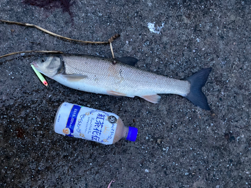 ウグイの釣果