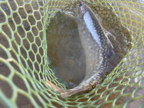 アメマスの釣果