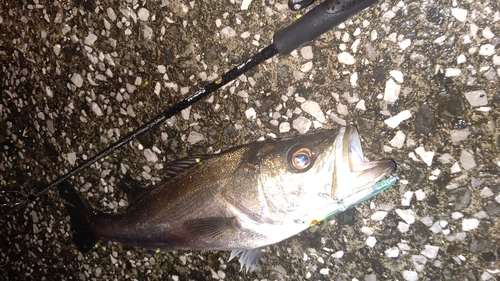 フッコ（マルスズキ）の釣果