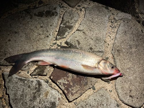 ウグイの釣果