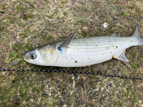 ボラの釣果