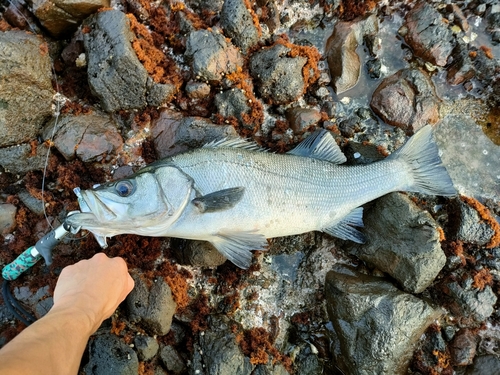 ヒラスズキの釣果