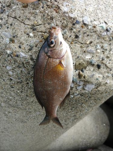 ウミタナゴの釣果