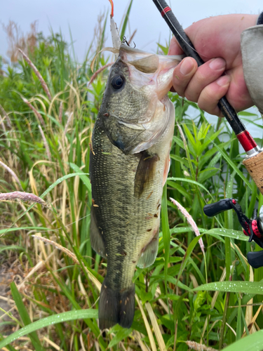 ブラックバスの釣果