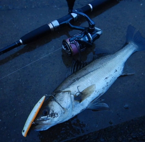 シーバスの釣果