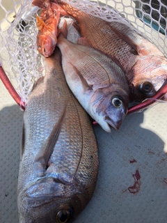 タイの釣果