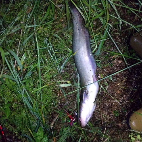 マナマズの釣果