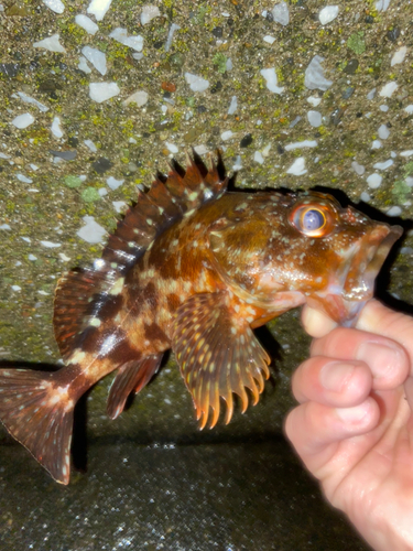 カサゴの釣果