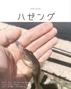 マハゼの釣果