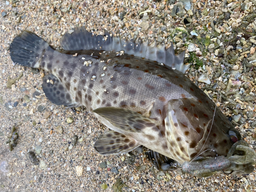 チャイロマルハタの釣果