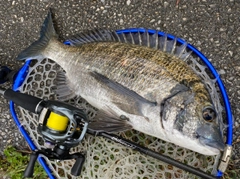 ミナミクロダイの釣果