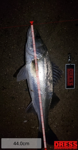 シーバスの釣果