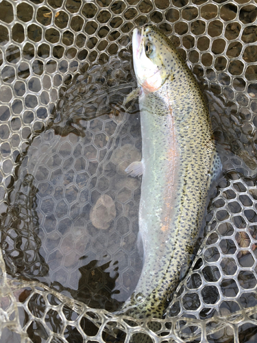 ニジマスの釣果