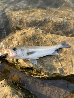 フッコ（マルスズキ）の釣果