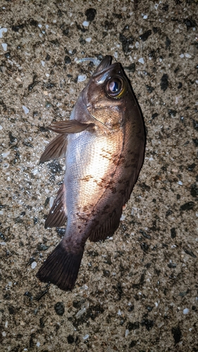 メバルの釣果