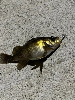 シロメバルの釣果