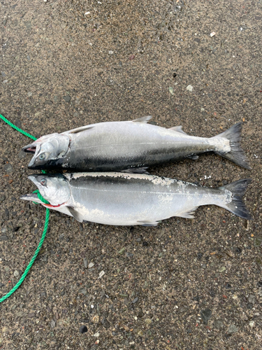 サクラマスの釣果