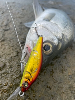 ヒラスズキの釣果