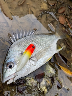 キビレの釣果