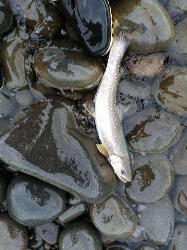 アメマスの釣果