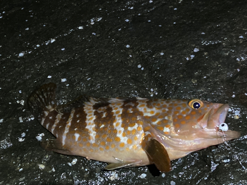 キジハタの釣果