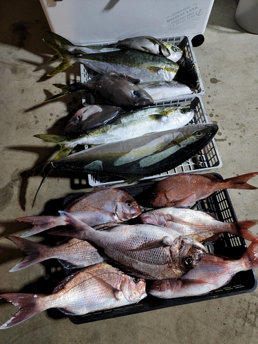 タイの釣果