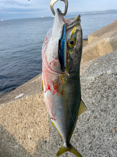 ハマチの釣果