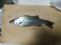 セイゴ(ヒラスズキ)の釣果