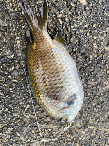 スズメダイの釣果