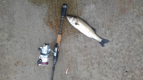 セイゴ（マルスズキ）の釣果