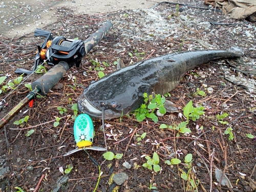 ナマズの釣果