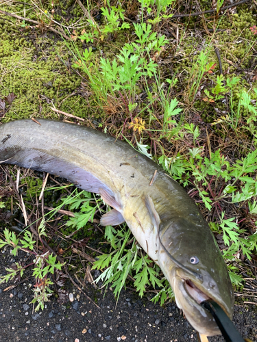 ナマズの釣果