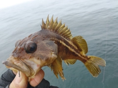 シマソイの釣果