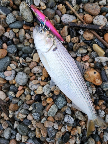 コノシロの釣果