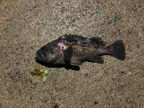 クロソイの釣果