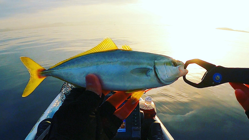 ワカシの釣果