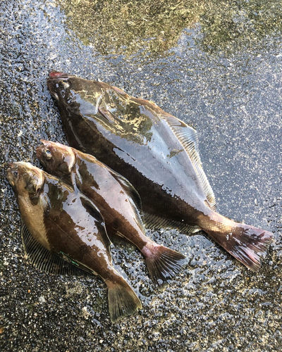 カレイの釣果