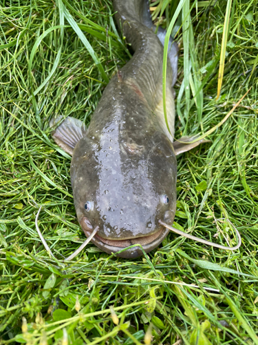 ナマズの釣果